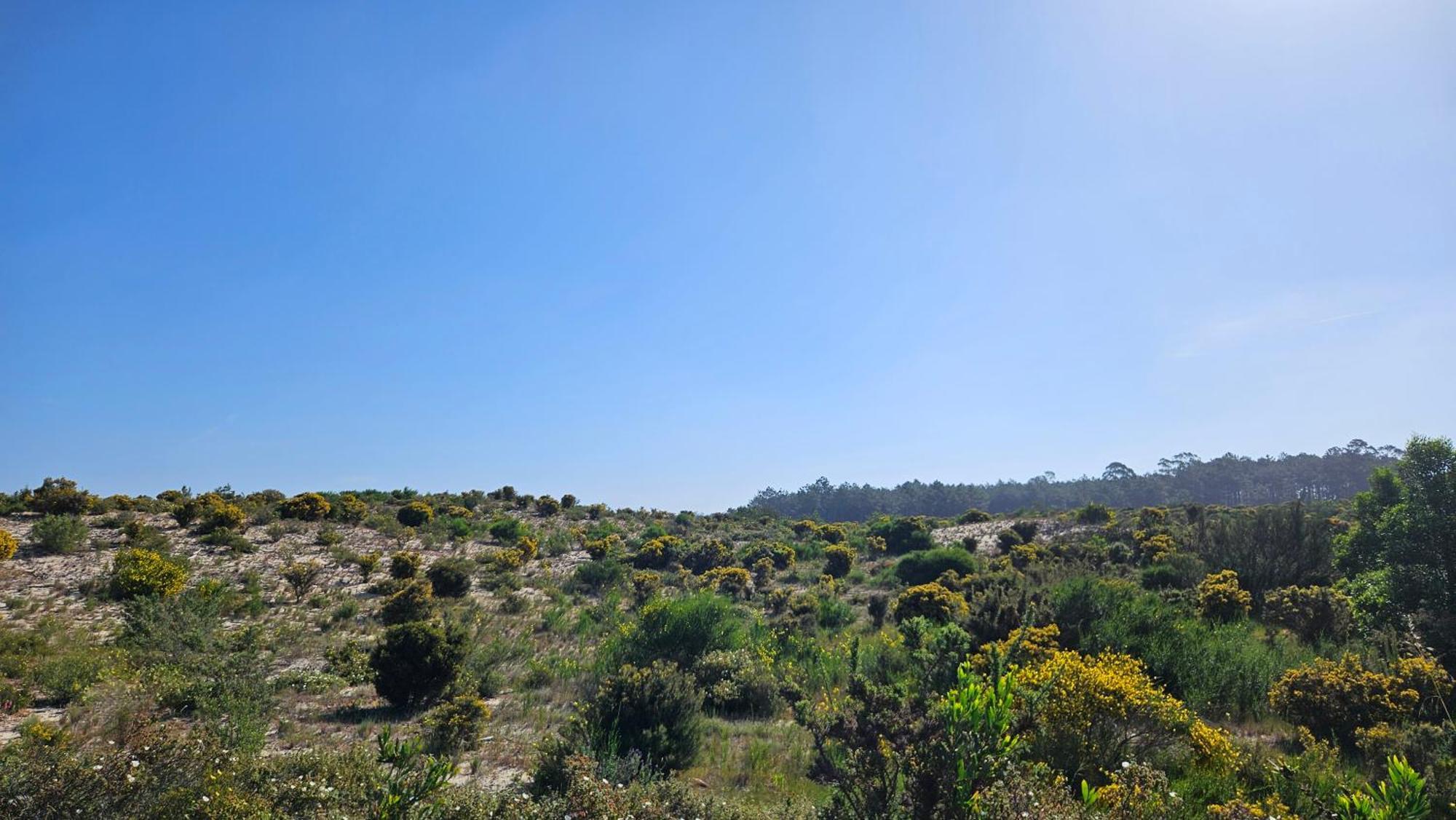 Nazare Uninterrupted Views And Sounds Of The Sea Appartement Pataias Buitenkant foto